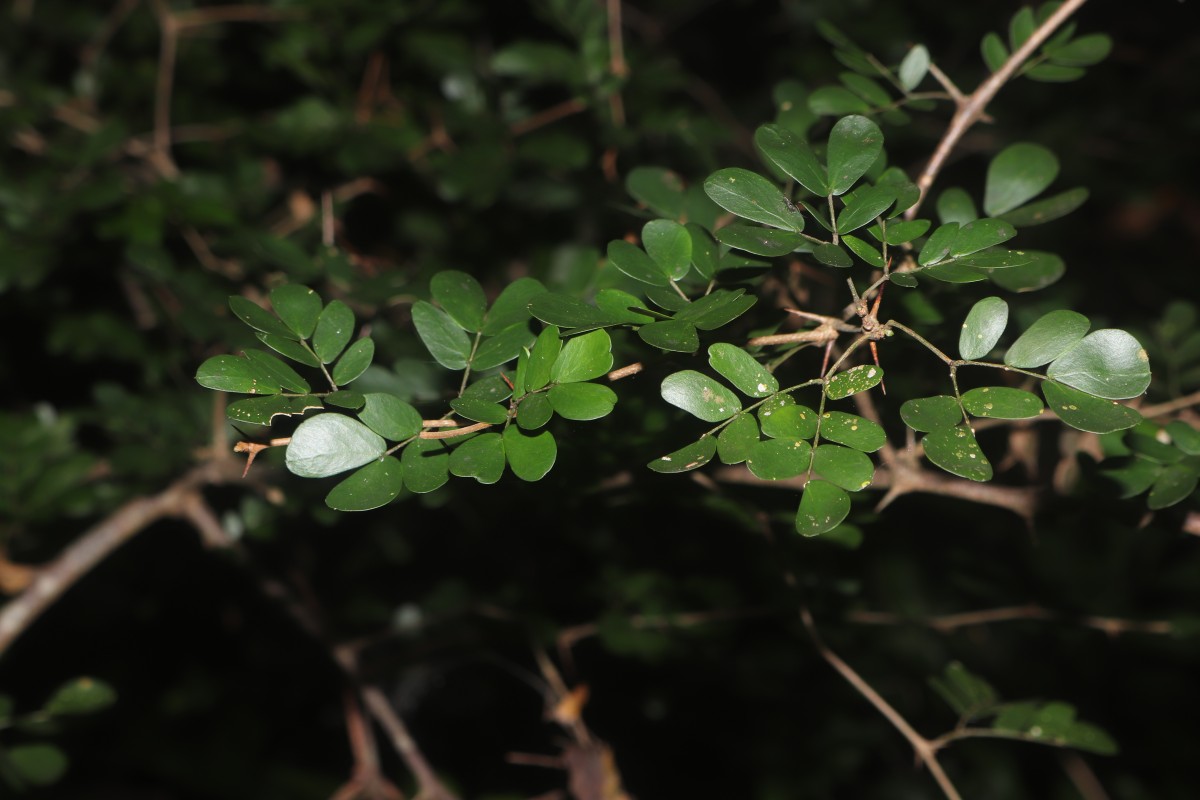 Thailentadopsis nitida (Vahl) G.P.Lewis & Schrire